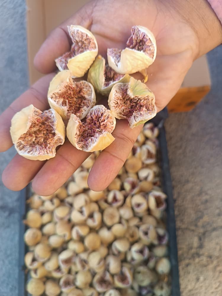 خرید انجیر پرک + بالاترین کیفیت